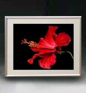 yG MdグzFlowers t[Y 013 A[gt[ TCY zM y zLoX Yz Ԃ̊G Õ 511×418mm CeAA[g  