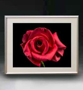 yG MdグzFlowers t[Y 014 A[gt[ TCY zM y zLoX Yz Ԃ̊G Õ 511×418mm CeAA[g  