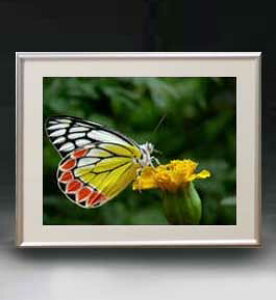 yG MdグzFlowers t[Y 015 A[gt[ TCY zM y zLoX Yz Ԃ̊G Õ 511×418mm CeAA[g  