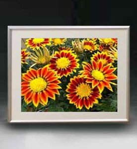 yG MdグzFlowers t[Y 017 A[gt[ TCY zM y zLoX Yz Ԃ̊G Õ 511×418mm CeAA[g  