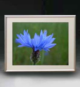 yG MdグzFlowers t[Y 024 A[gt[ TCY zM y zLoX Yz Ԃ̊G Õ 511×418mm CeAA[g  