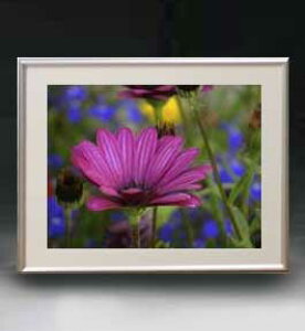 yG MdグzFlowers t[Y 025 A[gt[ TCY zM y zLoX Yz Ԃ̊G Õ 511×418mm CeAA[g  