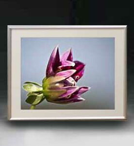 yG MdグzFlowers t[Y 031 A[gt[ TCY zM y zLoX Yz Ԃ̊G Õ 511×418mm CeAA[g  