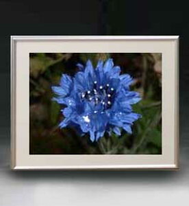 yG MdグzFlowers t[Y 034 A[gt[ TCY zM y zLoX Yz Ԃ̊G Õ 511×418mm CeAA[g  