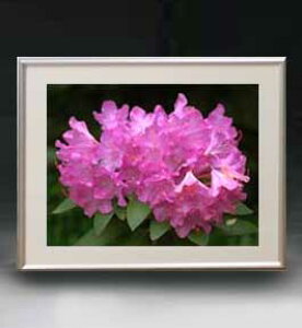yG MdグzFlowers t[Y 040 A[gt[ TCY zM y zLoX Yz Ԃ̊G Õ 511×418mm CeAA[g  