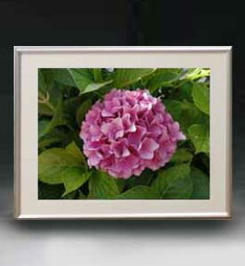 yG MdグzFlowers t[Y 041 A[gt[ TCY zM y zLoX Yz Ԃ̊G Õ 511×418mm CeAA[g  