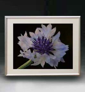 yG MdグzFlowers t[Y 047 A[gt[ TCY zM y zLoX Yz Ԃ̊G Õ 511×418mm CeAA[g  