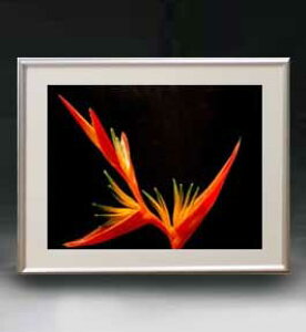 yG MdグzFlowers t[Y 049 A[gt[ TCY zM y zLoX Yz Ԃ̊G Õ 511×418mm CeAA[g  