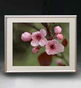 yG MdグzFlowers t[Y 052 A[gt[ TCY zM y zLoX Yz Ԃ̊G Õ 511×418mm CeAA[g  