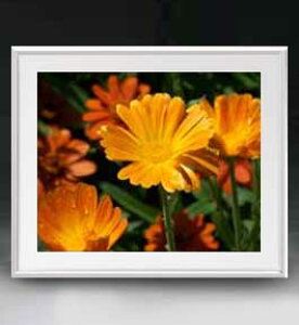 yG MdグzFlowers t[Y 003 A[gt[ TCY zL y zLoX Yz Ԃ̊G Õ 641×531mm CeAA[g  