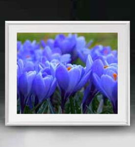 yG MdグzFlowers t[Y 004 A[gt[ TCY zL y zLoX Yz Ԃ̊G Õ 641×531mm CeAA[g  