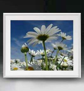 yG MdグzFlowers t[Y 006 A[gt[ TCY zL y zLoX Yz Ԃ̊G Õ 641×531mm CeAA[g  
