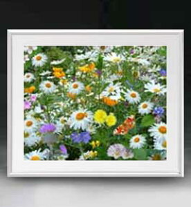 yG MdグzFlowers t[Y 007 A[gt[ TCY zL y zLoX Yz Ԃ̊G Õ 641×531mm CeAA[g  