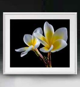 yG MdグzFlowers t[Y 012 A[gt[ TCY zL y zLoX Yz Ԃ̊G Õ 641×531mm CeAA[g  