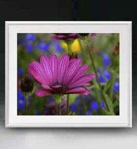 yG MdグzFlowers t[Y 025 A[gt[ TCY zL y zLoX Yz Ԃ̊G Õ 641×531mm CeAA[g  