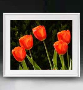 yG MdグzFlowers t[Y 026 A[gt[ TCY zL y zLoX Yz Ԃ̊G Õ 641×531mm CeAA[g  