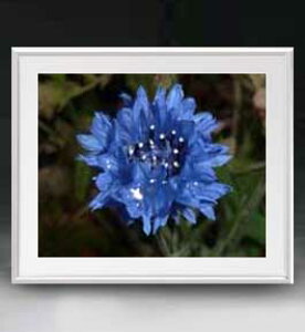 yG MdグzFlowers t[Y 034 A[gt[ TCY zL y zLoX Yz Ԃ̊G Õ 641×531mm CeAA[g  