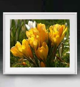 yG MdグzFlowers t[Y 035 A[gt[ TCY zL y zLoX Yz Ԃ̊G Õ 641×531mm CeAA[g  