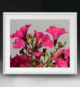 yG MdグzFlowers t[Y 037 A[gt[ TCY zL y zLoX Yz Ԃ̊G Õ 641×531mm CeAA[g  