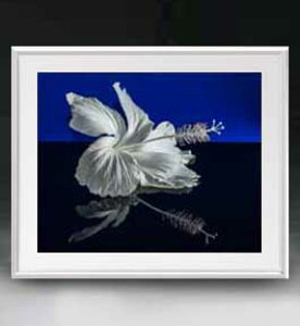 yG MdグzFlowers t[Y 038 A[gt[ TCY zL y zLoX Yz Ԃ̊G Õ 641×531mm CeAA[g  