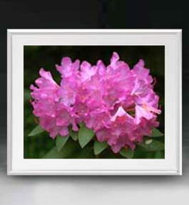 yG MdグzFlowers t[Y 040 A[gt[ TCY zL y zLoX Yz Ԃ̊G Õ 641×531mm CeAA[g  
