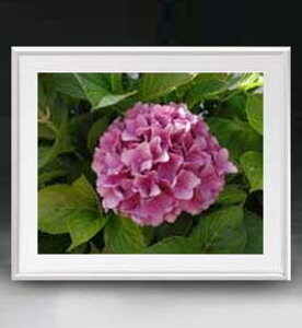 yG MdグzFlowers t[Y 041 A[gt[ TCY zL y zLoX Yz Ԃ̊G Õ 641×531mm CeAA[g  