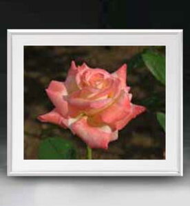 yG MdグzFlowers t[Y 043 A[gt[ TCY zL y zLoX Yz Ԃ̊G Õ 641×531mm CeAA[g  