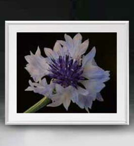 yG MdグzFlowers t[Y 047 A[gt[ TCY zL y zLoX Yz Ԃ̊G Õ 641×531mm CeAA[g  