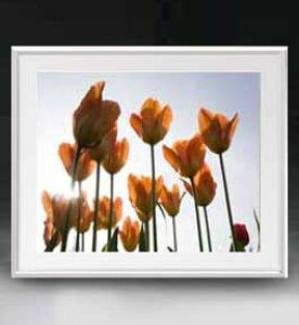 yG MdグzFlowers t[Y 048 A[gt[ TCY zL y zLoX Yz Ԃ̊G Õ 641×531mm CeAA[g  