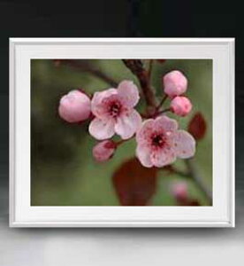 yG MdグzFlowers t[Y 052 A[gt[ TCY zL y zLoX Yz Ԃ̊G Õ 641×531mm CeAA[g  