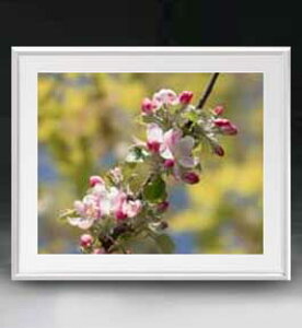 yG MdグzFlowers t[Y 060 A[gt[ TCY zL y zLoX Yz Ԃ̊G Õ 641×531mm CeAA[g  