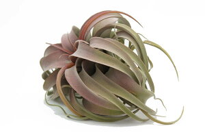 ϗtA tFCNO[uGAvc LZOtBJ sbN bhvCeA  K[f G DIY