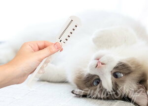 R[ g~O O[~O ybg Ck ybgpi  XLR[ Jbg  ͂ XLoT~ ObY  