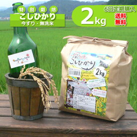 【定期購入】無洗米 お米 2kgx6回 白米 今ずり米 特別栽培米 コシヒカリ 令和7年産 送料無料