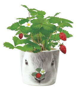 yVX[p[SALEΏ Ԍ ēב҂ GD-85801 ni&Aj}Y ETM ChXgx[ n[u͔|Zbg CeA