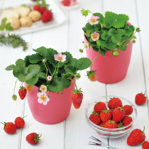 sN̉ԍ炭@Xgx[͔|Zbg V| Mtg ii ϗtA K[fjO Mtg ̓ ̓ CX^f 