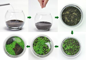 育てる水草(L)観葉植物ガーデニング聖新陶芸ギフトプレゼント景品