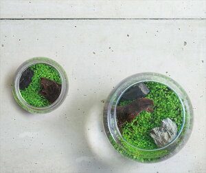 育てる水草(L)観葉植物ガーデニング聖新陶芸ギフトプレゼント景品