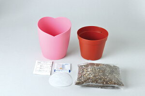 サンクスハートローズミニバラ栽培セット観葉植物ガーデニング栽培キット聖新陶芸ギフトプレゼント
