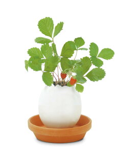 V| EG-5704 GbOO NApbP[W ChXgx[ K[fjO ͔|Zbg CeAG Mtg ϗtA Mtg ̓ ̓ CX^f 