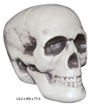 楽天市場 リアル頭蓋骨 Realistic Skull Sunstar ハロウィン飾り 衣装 装飾 デコレーション ハロウィン 仮装 変装 Arune 仮装雑貨のお店あるね