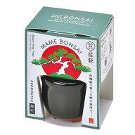 聖新陶芸 GD-96501 HACO MAME 盆栽栽培セット 黒松 プレゼント 景品 学習教材 植物栽培セット 母の日 父…