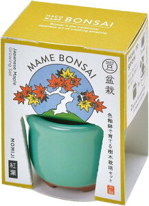 聖新陶芸 GD-96503 HACO MAME 盆栽栽培セット 紅葉 学習教材 植物栽培セット 母の日 父の日 ギフト プレゼント 景品