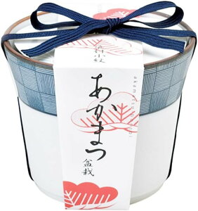 聖新陶芸 GD-45204 染付小紋 盆栽栽培セット 赤松 景品 植物栽培セット 母の日 父の日 ギフト 学習教材 プレゼント