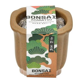 聖新陶芸 GD-99202 The BONSAI 栽培セット 赤松 学習教材 プレゼント 景品 植物栽培セット 母の日 父の日 ギフト