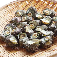 活さざえ 1kg 福岡県芦屋産 サザエ 誕生日 ギフト内祝い お礼 クール便