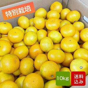 ݂ ɑ݂ ʍ͔| ƒp TCY F{Y