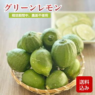 国産 グリーンレモン 栽培期間中農薬不使用 無化学肥料 ノーワックス サイズ混合 檸檬 福岡県産