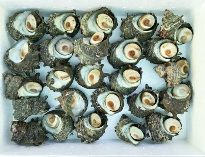 楽天市場 活さざえ １kg 福岡県芦屋産 サザエ ギフト 朝ごはん本舗
