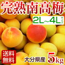 南高梅 梅干し用 完熟 5kg 梅干し用 梅酒用 梅ジュース 梅エキス に最適 生梅 大分産 【送料無料】 ランキングお取り寄せ